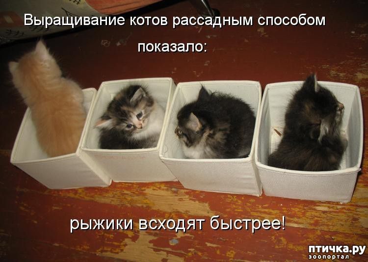 выращивание КОТОВ рассадным СПОСОбОМ ПОКЭЗЭПО рыжи ки всходят быстрееиъ ити Ака пвпевпл