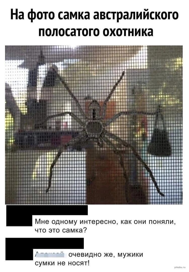 На фото самка австралийского полосатого охотника Мне одному интересно как они поняли что это самка очевидно Же МУЖИКИ сумки не носят