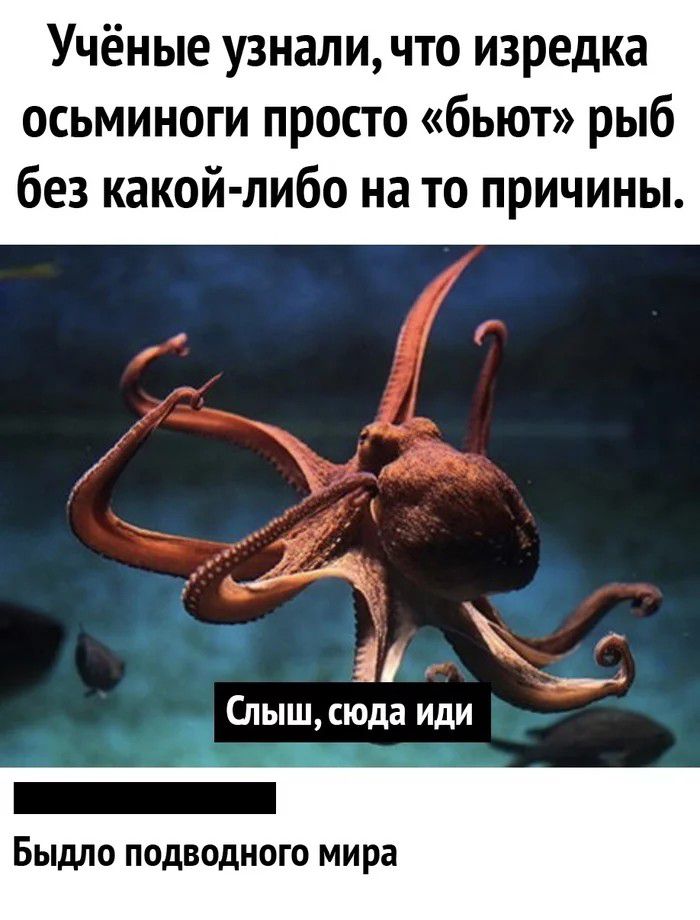 Учёные узнали что изредка осьминоги просто бьют рыб без какой либо на то причины _ __ Слыш сюда или Быдло подводного мира