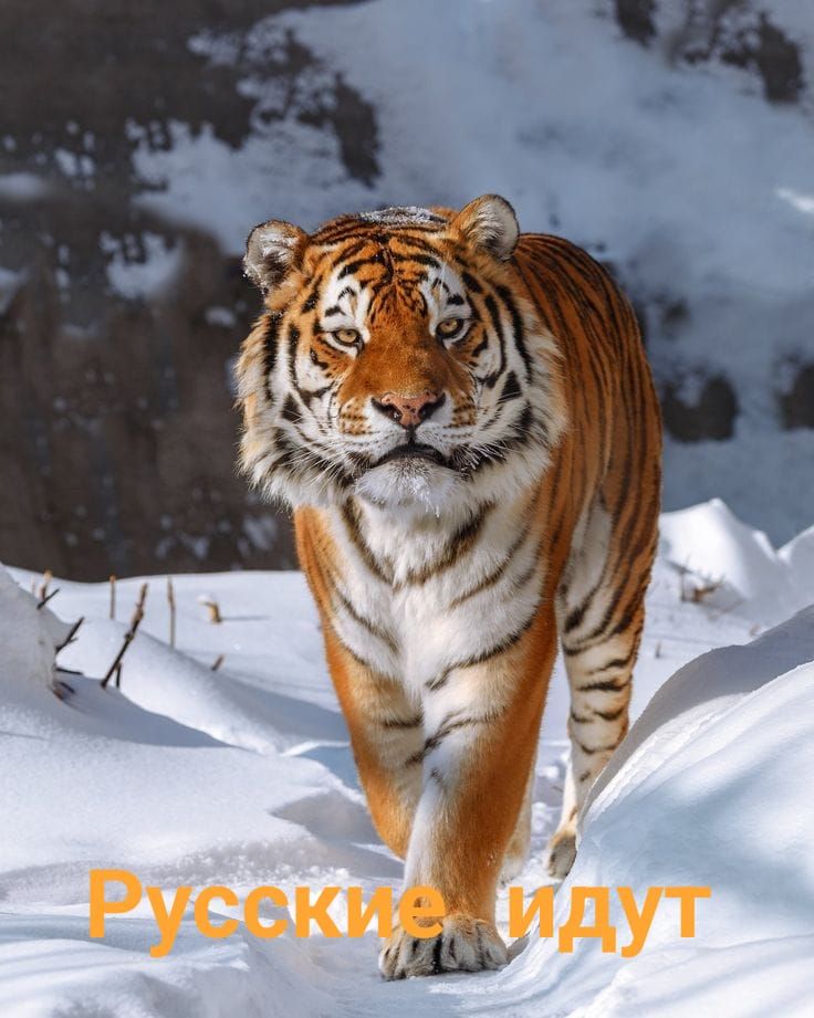 Русские идут