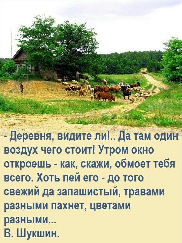 Деревня вилите ли Да там оли воздух чего стоит Утром окно откроешь как скажи обмоет тебя всего Хоть пей его до того свежий да запашистый травами разными пахнет цветами разными В Шукшин