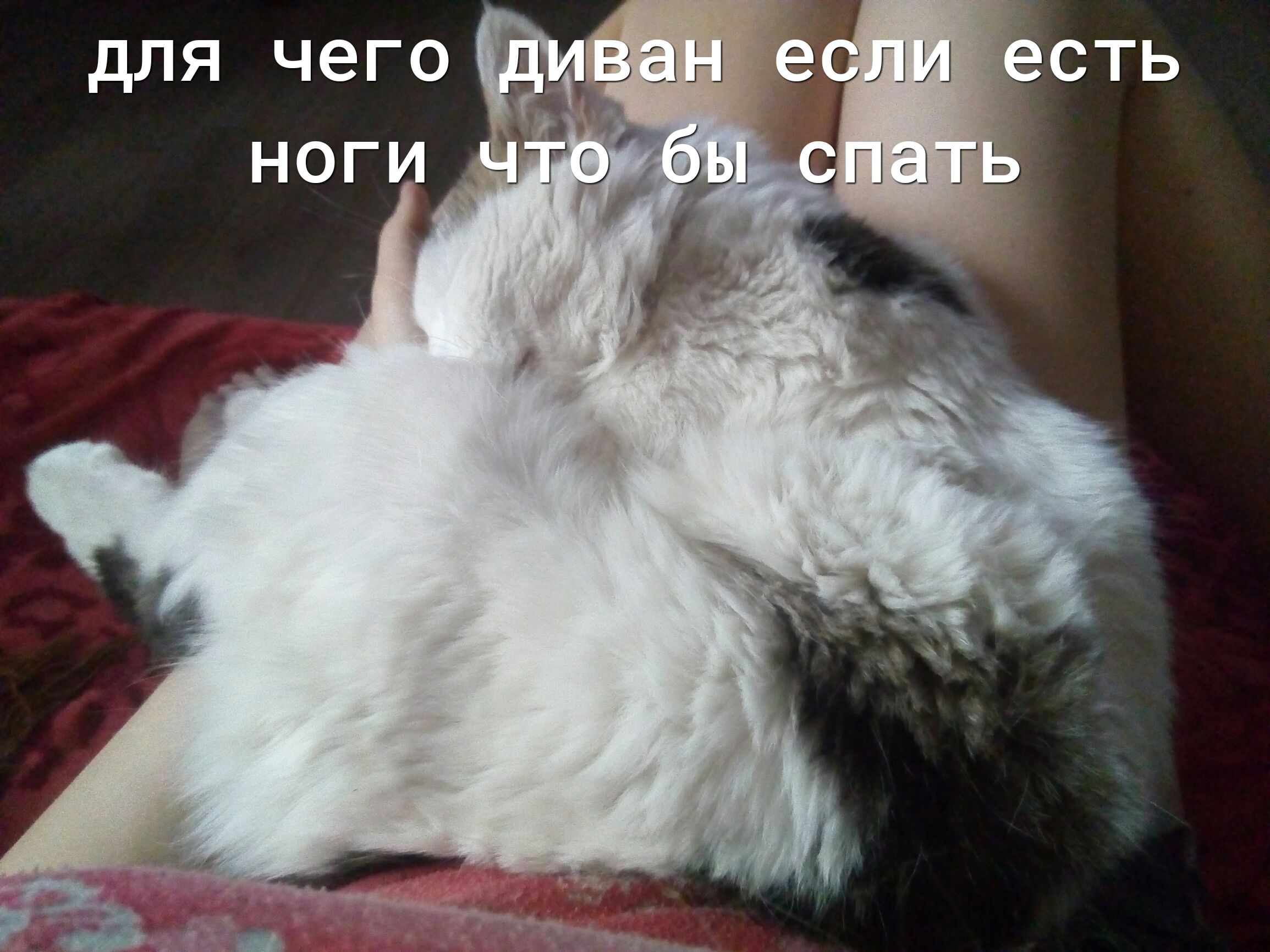 для чего ноги