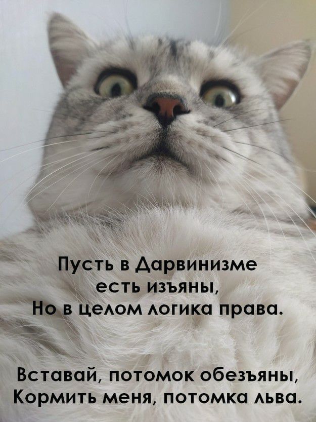 еспуизъяны АОМ Аогиъа права БСТОВОЙ ПОТОМОК ОбЭЗЪЯНЫ Кормить меня потомка Аьва