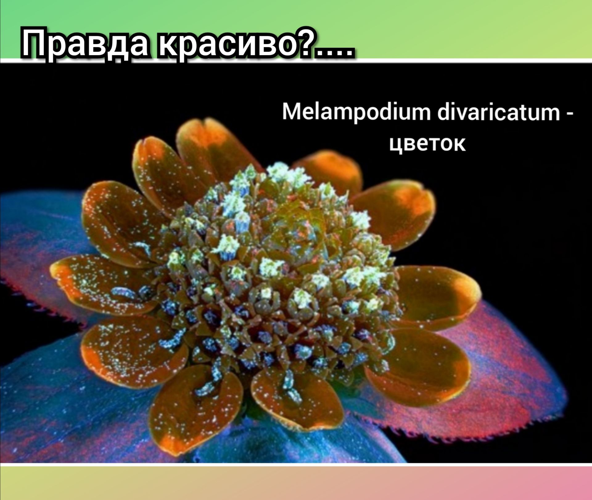 Пр_а__3да красиво Меіатросііит сіічагісатит цветок