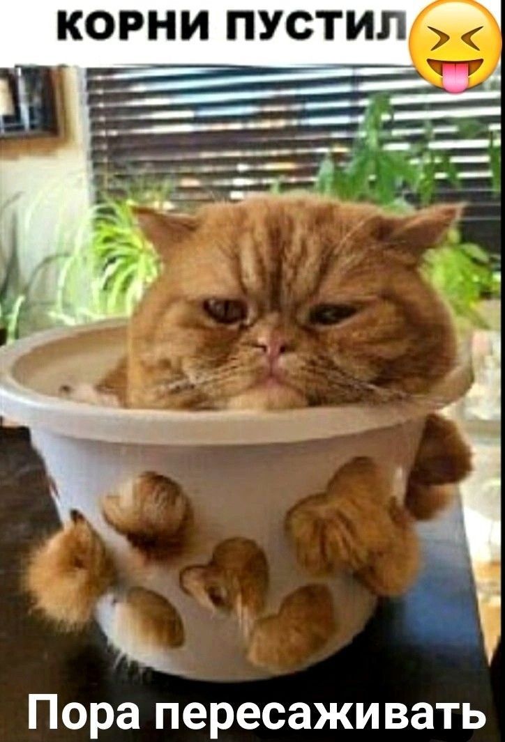 Пора пересаживать