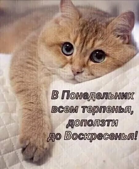 Нщелыаиш всем трпныт дпот