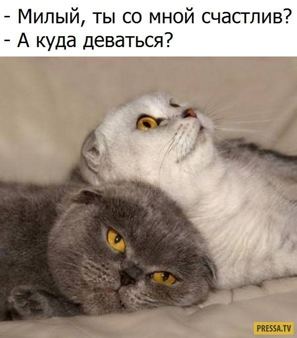 Милый ты со мной счастлив А куда деваться