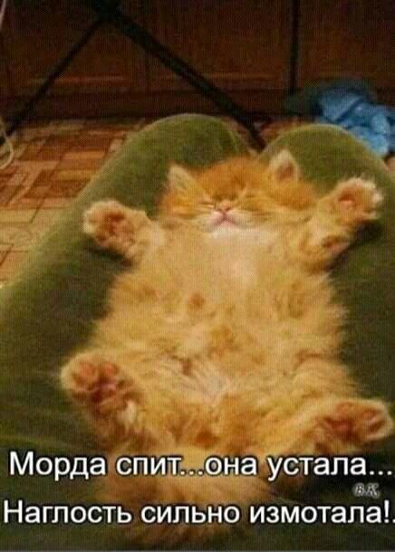 Морда спит...она устала... Наглость сильно измотала!