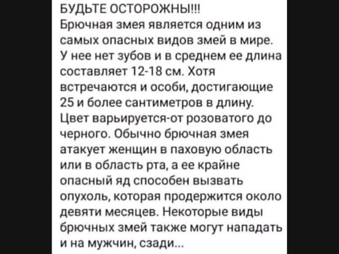 БУДЬТЕ ОСТОРОЖНЫ Брючная змея является одним из самых опасных видов змей в мире У нее нет зубов и в среднем ее длина составляет 1248 см Хотя встречаются и особи достигающие 25 и более сантиметров в длину Цвет варьируется от розоватого до черного Обычно брючная змея атакует женщин в паховую область или в область рта а ее крайне опасный яд способен вызвать опухоль которая продержится около девяти ме