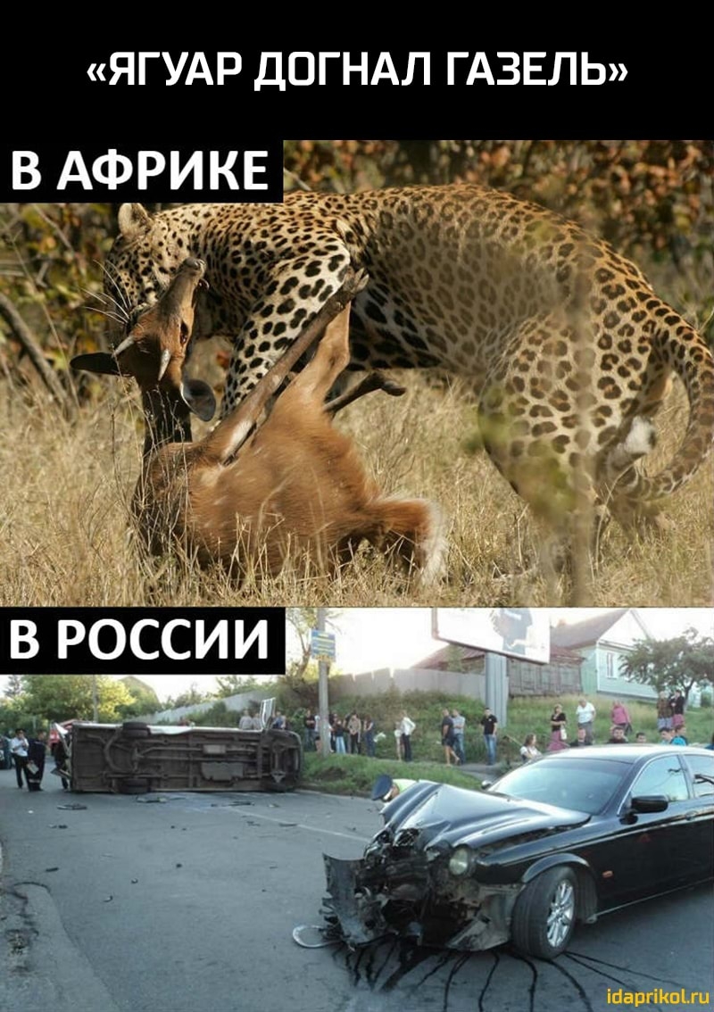 ЯГУАР ДОГНАЛ ГАЗЕЛЬ в АФРИКЕ ЕГ К осс ш 3494