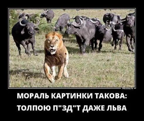 МОРАЛЬ КАРТИНКИ ТАКОВА ТОЛПОЮ ПЗдТ дАЖЕ ЛЬВА