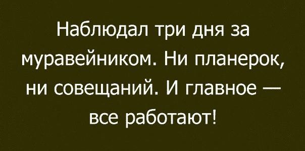 Наблюдал три дня за муравейником Ни планерок ни совещаний И главное все работают