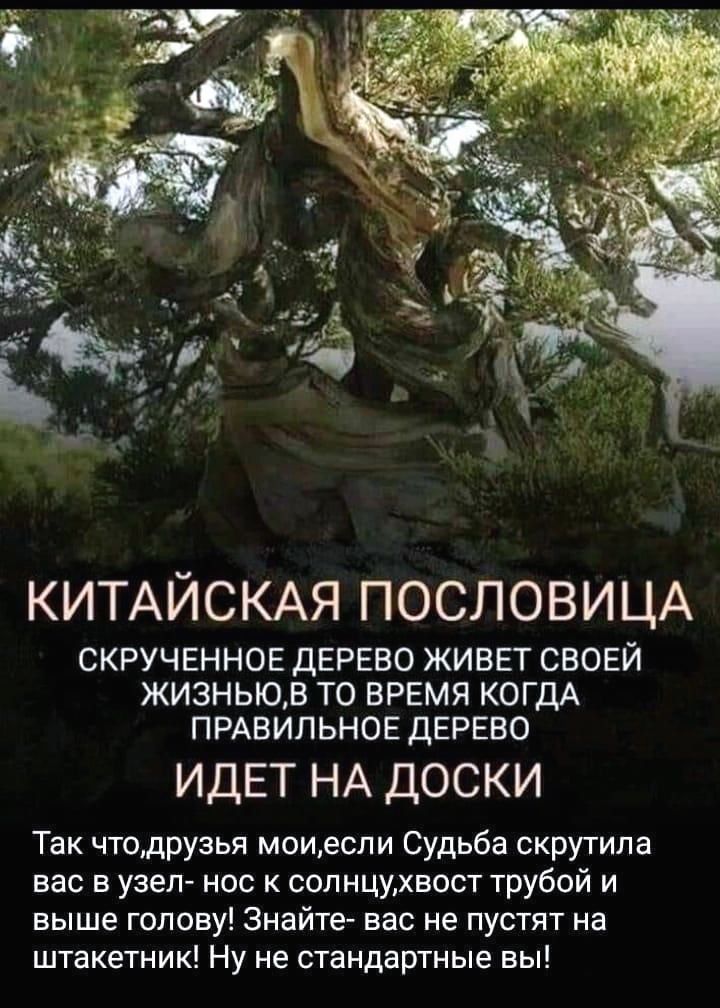 КИТАЙСКАЯ ПОСЛОВИЦА СКРУЧЕННОЕ ДЕРЕВО ЖИВЕТ СВОЕЙ ЖИЗНЬЮБ ТО ВРЕМЯ КОГДА ПРАВИЛЬНОЕ ДЕРЕВО ИДЕТ НА доски Так чтодрузья моиесли Судьба скрутипа вас в узеп нос к сопнцихвост трубой и выше голову знайте вас не пустят на штакетник Ну не стандартные вы