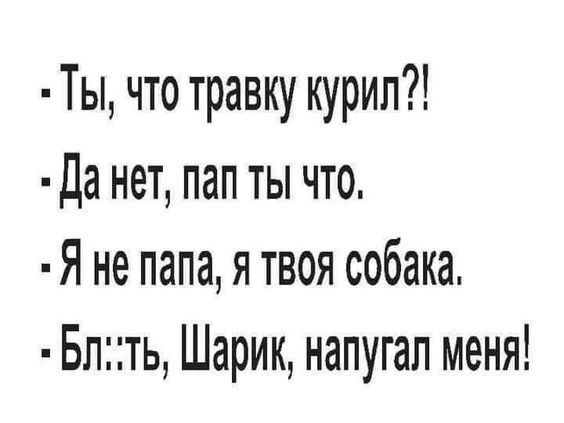 Ты что травку курил Да нет пап ты что Яне папа я твоя собака Блть Шарик напугал меня