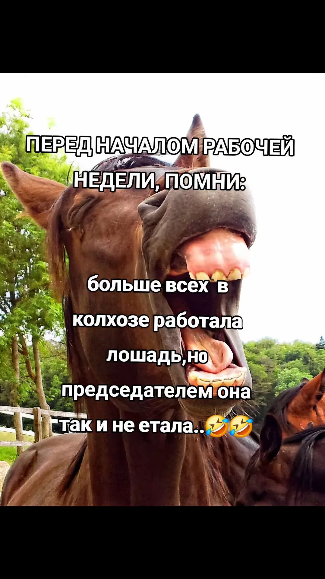 больше всех в пА 3 щ колхозе работала ч лошадвйщ председателемтона К Гтакине етапа