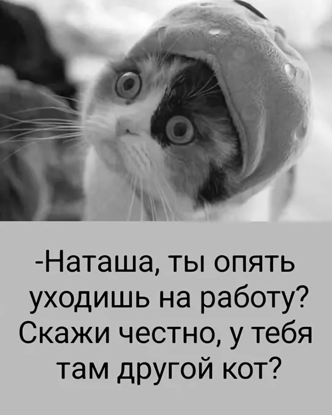 Ё Наташа ты опять уходишь на работу Скажи честно у тебя там другой кот