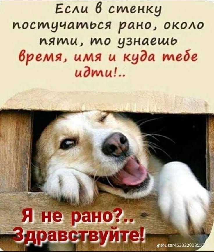 Если в стенку постучаться рано, около пяти, то узнаешь время, имя и куда тебе идти!.. Я не рано?.. Здравствуйте!