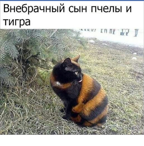 Внебрачный сын пчелы и тигра ы