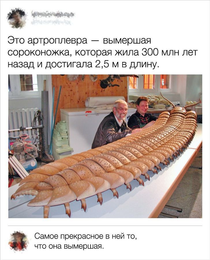 нитка иги Это артроппевра вымершая сороконожка которая жила 300 млн лет назад и достигала 25 м в длину ьн Самое прекрасное в ней то что она вымершая