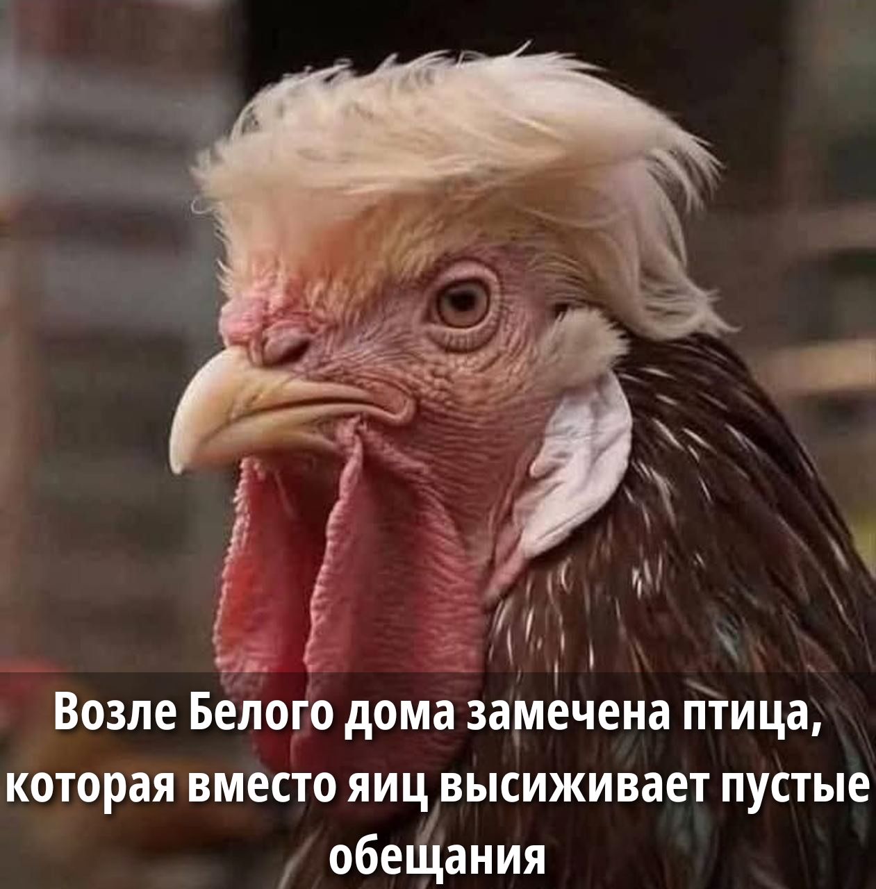 Возле Белого дома замечена птица, которая вместо яиц высиживает пустые обещания