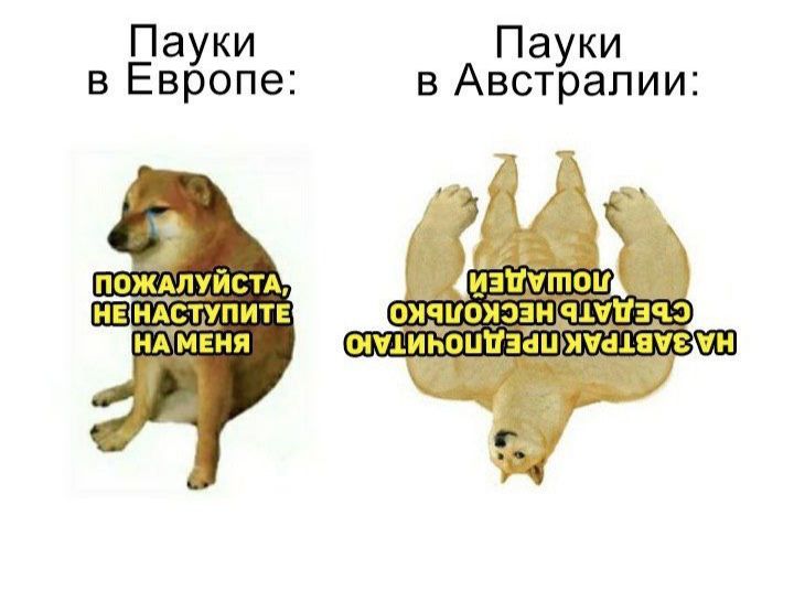 Пауки Пауки в Европе в Австралии
