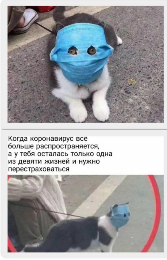 Когда коронавирус все больше распространяется а у тебя осталась только одна из девяти жизней и нужно перестраховаться
