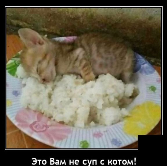 _ __ _ Это Вам не суп с котом