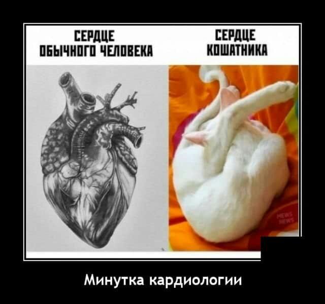 СЕРДЦЕ ЕЕРдЦЕ ПЕЫЧНПГП ЧЕЛПВЕКП КПШПТИИКЛ Минутка кардиологии
