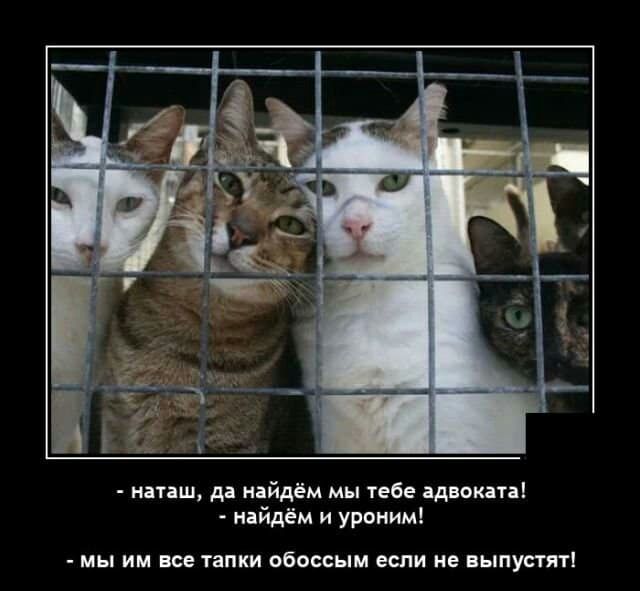 иаташ да найдём мы тебе адвоката найдём и уроним мы им все тапки обоссым если не выпустят