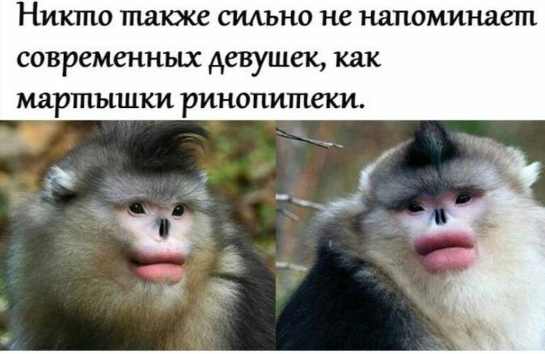Никто также сильно не напоминает современных девушек как мартышки ринопитеки