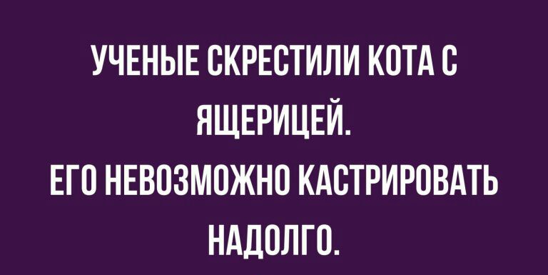 УЧЕНЫЕ ОКРЕОТИЛИ КОТА О ЯЩЕРИЦЕЙ ЕГО НЕВОЗМОЖНО КАОТРИРОВАТЬ НАДОЛГО