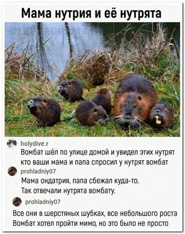Мама нутрия и её нутрята Ьоіуошет Вомбат шёл по улице домой и увидел этих нутрят кто ваши мама и папа спросил у нутрят вомбат ртотаотуш Мама ондатрия папа сбежал кудато Так отвечали нутрята вомбату рюЫайтуЩ Все они в шерстяных шубках все небольшого роста Вомбат хотел пройти мимо но это было не просто