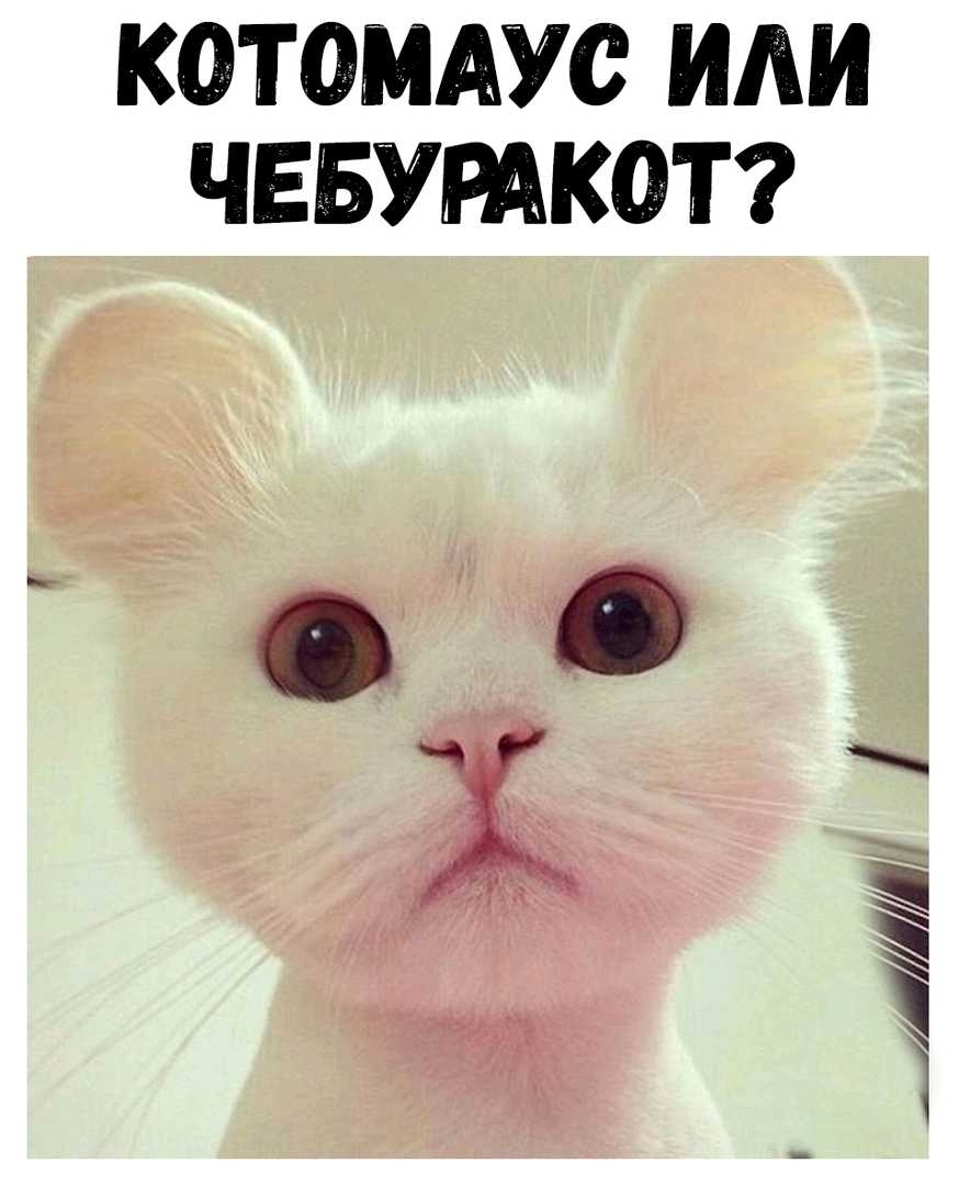 К0Т0МАУС ИЛИ ЧЕБУРАКОТ