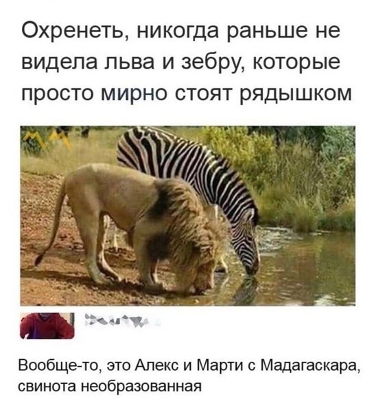 Охренеть никогда раньше не видела льва и зебру которые просто мирно стоят рядышком Вообщето это Алекс и Марти Мадагаскара свинота необразованная