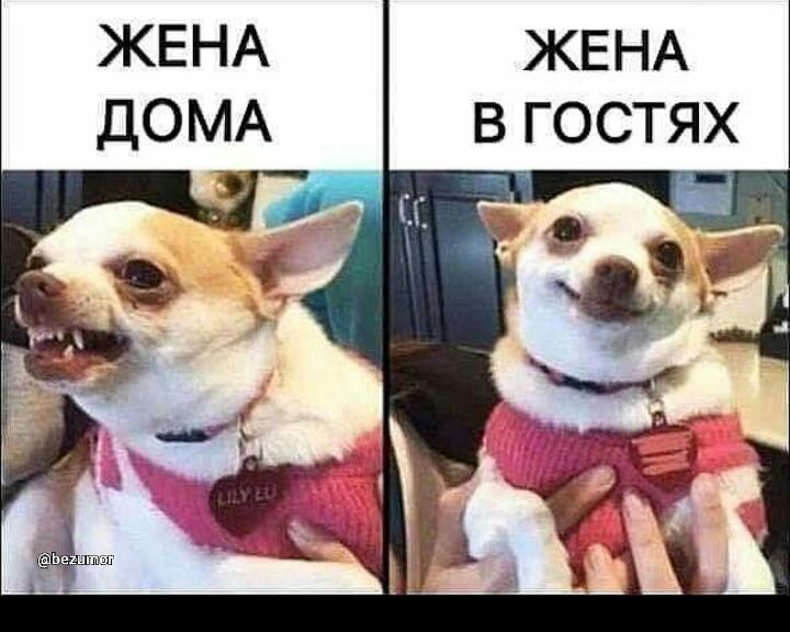 ЖЕНА ЖЕНА ДОМА В ГОСТЯХ