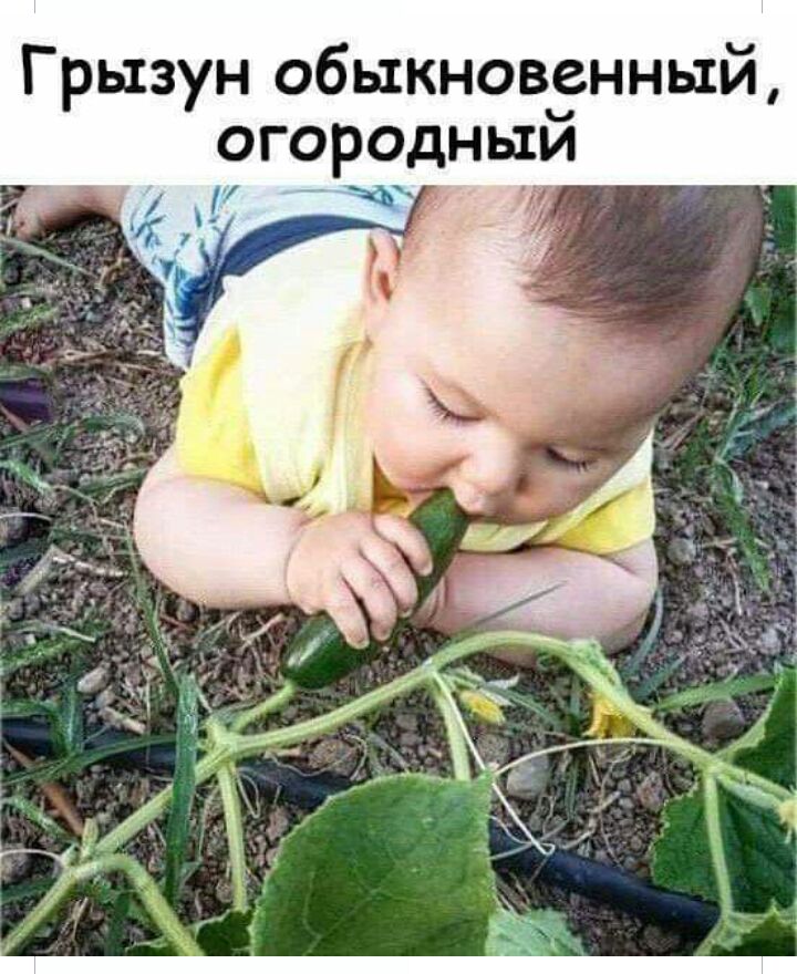 Грызун обыкновенный огородный