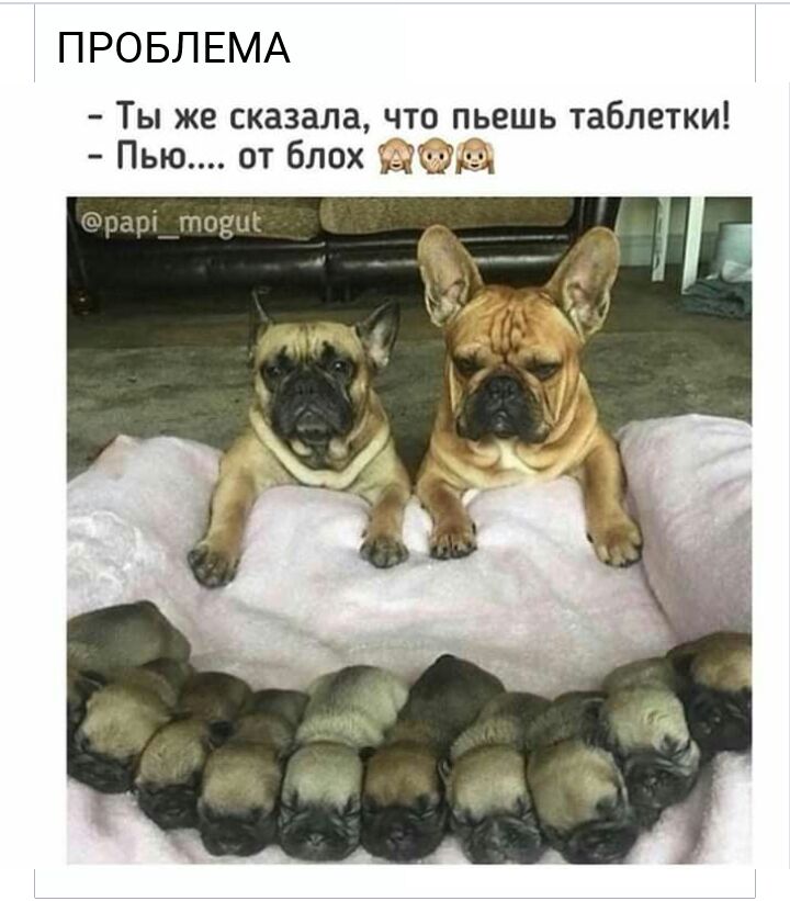 ПРОБЛЕМА Ты же сказала что_ пьешь таблетки Пью от блох Ціни ч папі тоещ
