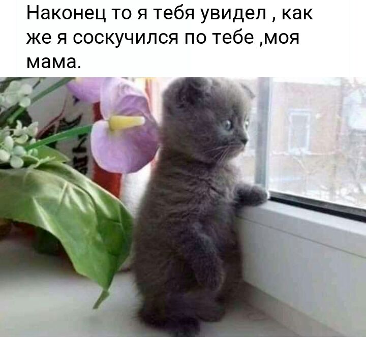 Наконец то я тебя увидел как же я соскучился по тебе моя мама