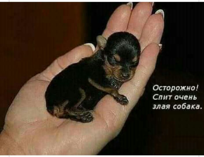 Осторожно Спит очень злая собака