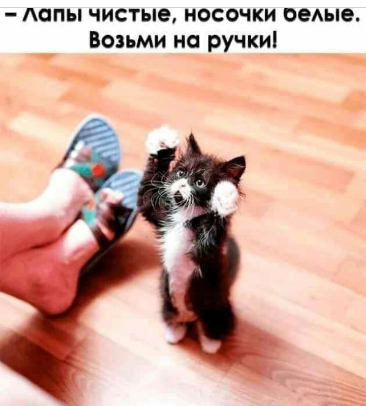 допы чистые носочки оемые Возьми на ручки а