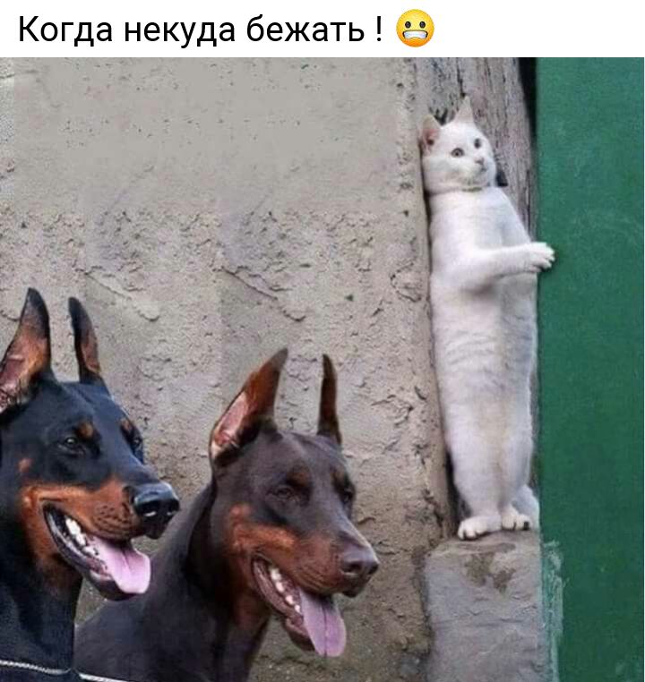 Когда некуда бежать М