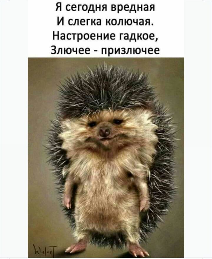 Я сегодня вредная И слегка колючая Настроение гадкое Злючее призлючее