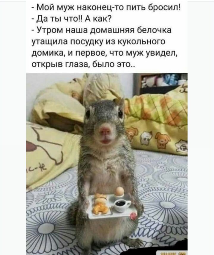 Мой муж наконецто пить бросил Да ты что А как Утром наша домашняя белочка утащила посудку из кукольного домика и первое что муж увидел открыв глаза было это Я тп