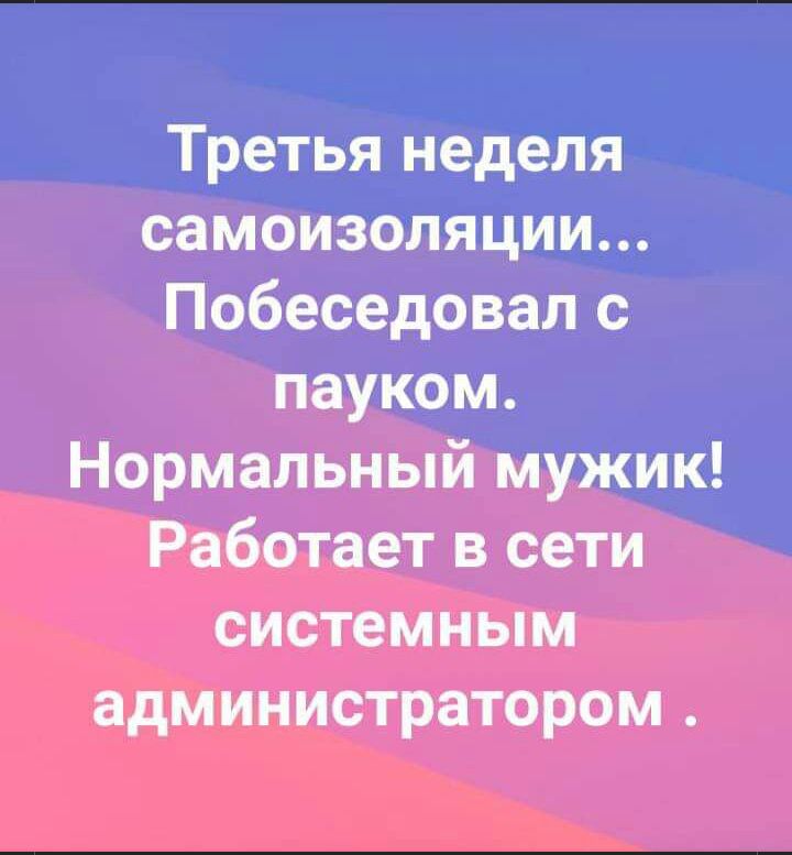 Третья неделя самоизоляции Побеседовал с пауком Нормальный мужик Работает в сети системным администратором