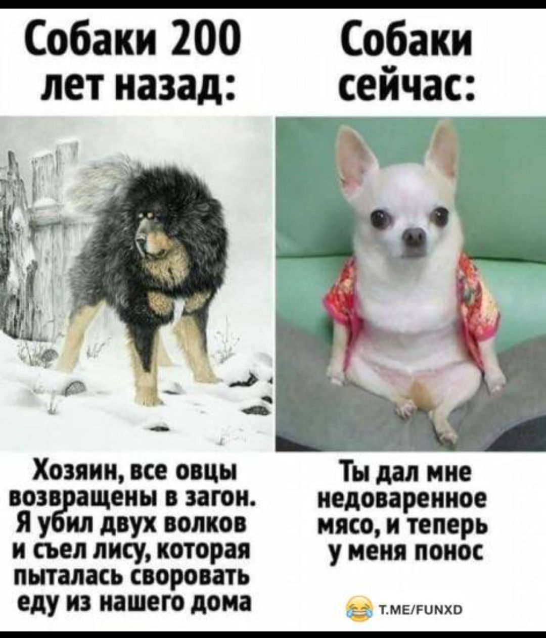 Собаки 200 Собаки лет назад сейчас д Ё Хозяин все овцы Ты дал мне возв ащеиы в загон иедовареиное я ил двух волков мясо и теперь и съел лису которая у меня понос пыталась своровать еду ИЗ нашею дома _д ышмхо