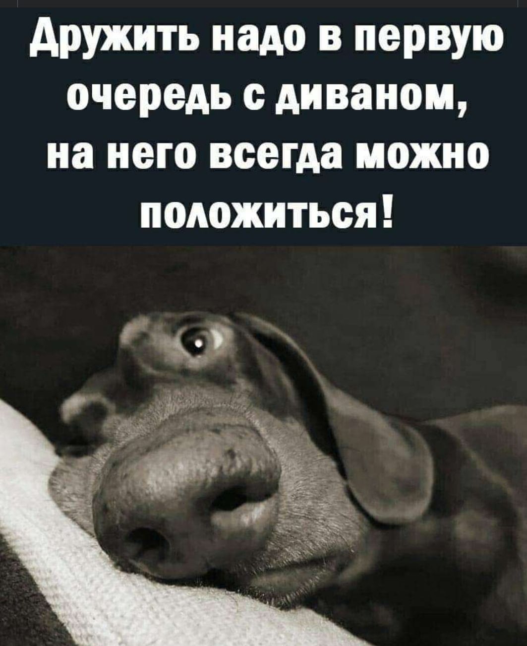 дружить надо в первую очередь диваном на него всегда можно положиться