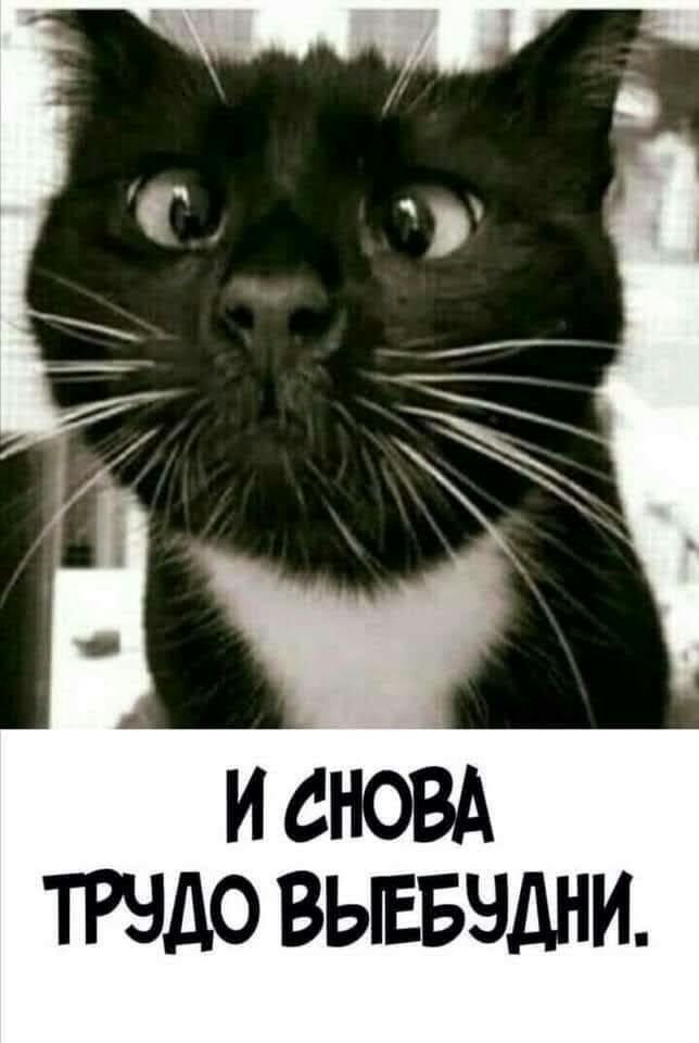 ТРЧДО ВЬЕБЧДНИ