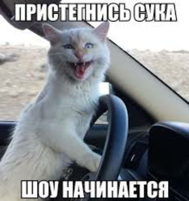 Шоу начинается