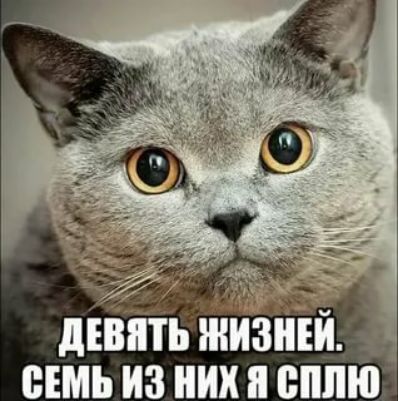 дЕВШЬ ЖИЗНЕИ А СЕМЬ ИЗ НИХ сплю