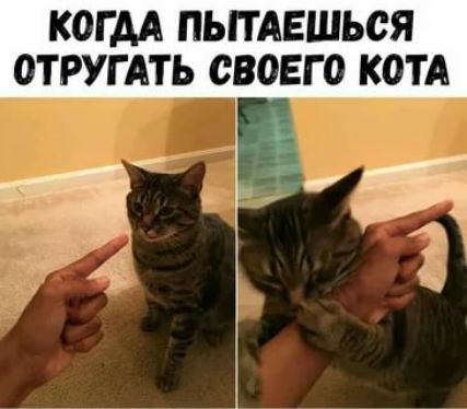 КОГ АА ПЬПАЕШЬСЯ ОТРУГАТЬ СВОЕГО КОТА